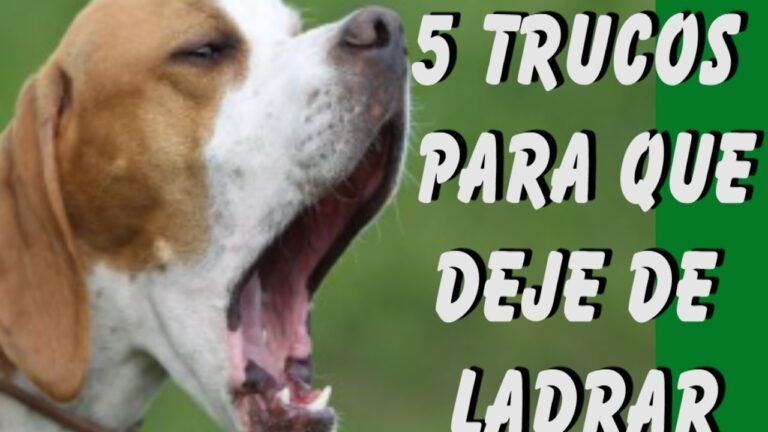 que hacer si tu perro no deja de ladrar