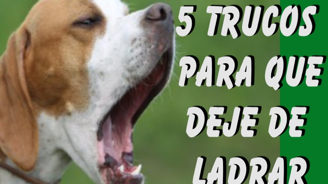 que hacer si tu perro no deja de ladrar