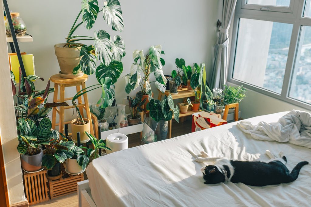 duermes con plantas en tu cuarto
