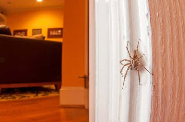 que hacer si ves una araña gigante en tu cuarto