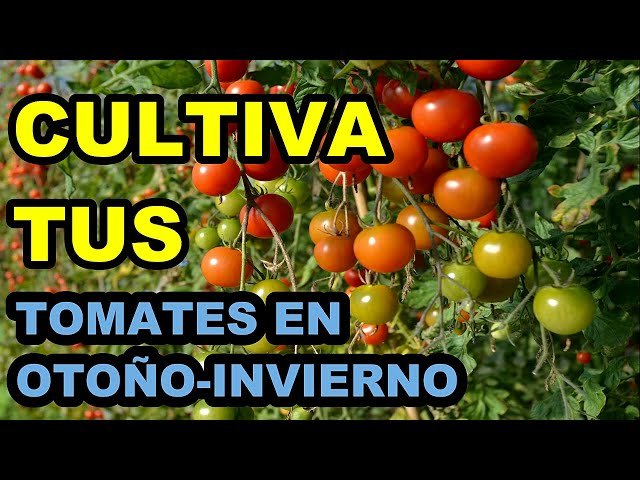 que pasa si planto tomates en invierno
