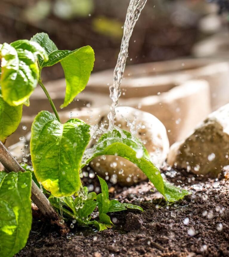 riego de más las plantas